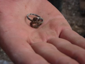 A silver Roman double snake head ring