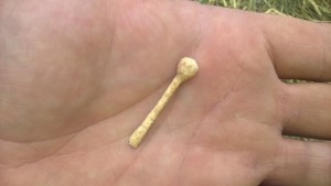 Photograph of broken hair pin found in Trench D (Copyright: Miles Russell)