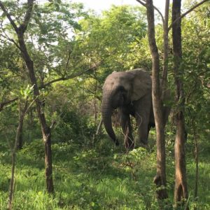 Image of an elephant wandering through trees