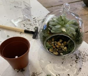 Plant pot and plants 