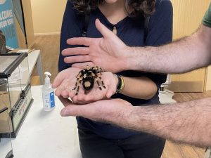 A women holding a tarantula