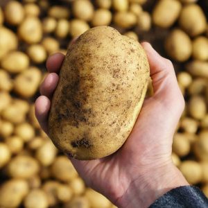Potato in a hand 