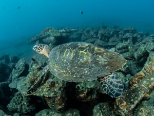 Corey - North Bali Conservation Project - turtle