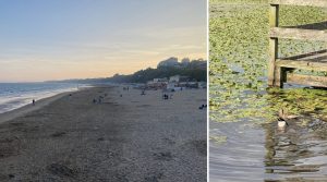 Collage of two photos. Photo one features Bournemouth beach at sunset and photo two features the Queen's Park duck pond in sunlight. A duck is diving under the green surface.